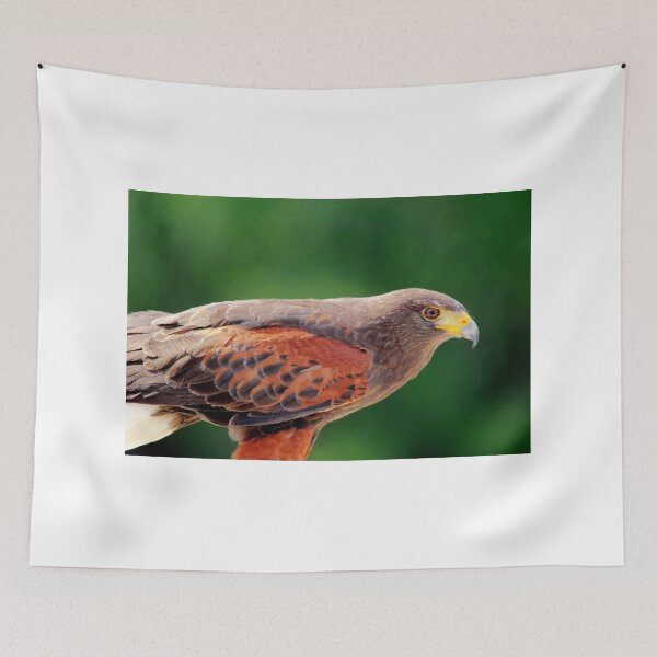 Item preview, Harris Hawk designed and sold by Larry Trupp.