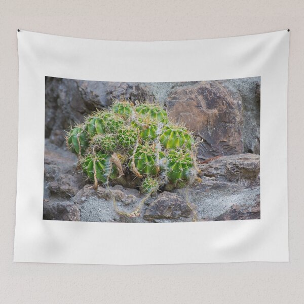 Aperçu de l'œuvre Lonely Cacti créée et vendue par Diego Re.