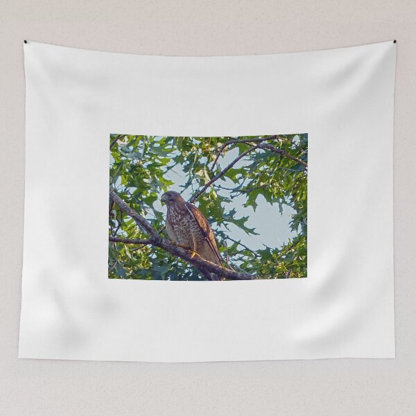 Item preview, Broadwing Hawk designed and sold by Frankie Cat Photography.