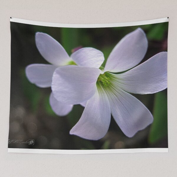 Item preview, Oxalis Triangularis or Burgundy Shamrock designed and sold by JMcCombie.
