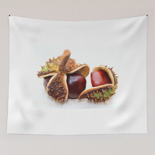 Item preview, Display of Conkers designed and sold by karina5.