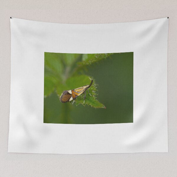 Item preview, Micro moth Alabonia geoffrella designed and sold by Sue Robinson.