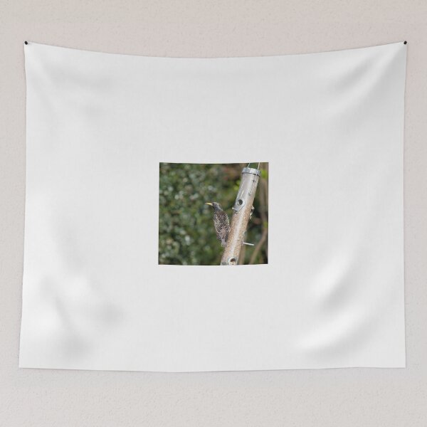Item preview, Starling plumage designed and sold by Sue Robinson.