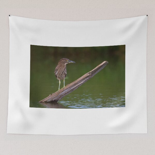 Item preview, Juvenile Night Heron designed and sold by James Cumming.