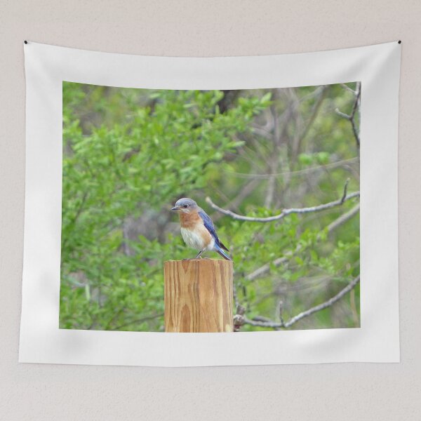 Item preview, Bluebird designed and sold by Frankie Cat Photography.
