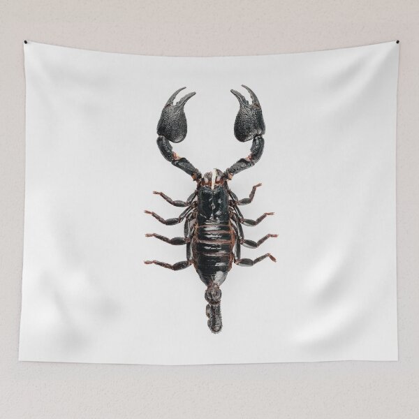 Item preview, Black scorpio species Heterometrus cyaneus designed and sold by paulrommer.