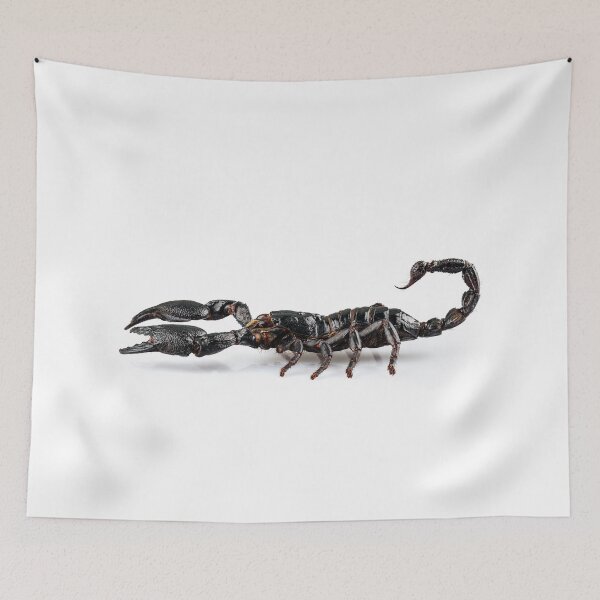 Item preview, Black scorpio species Heterometrus cyaneus designed and sold by paulrommer.