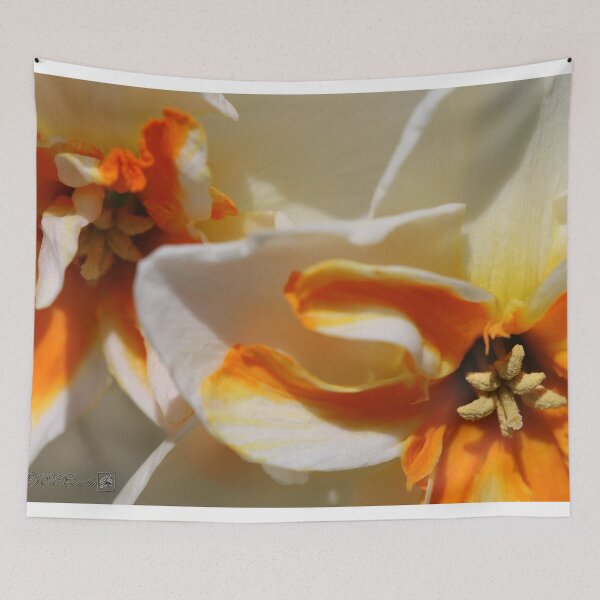 Item preview, Split-cupped Narcissus named Trepolo designed and sold by JMcCombie.