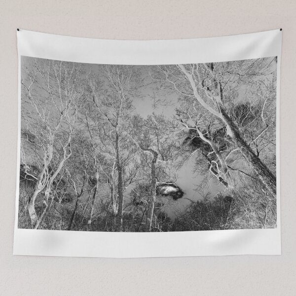 Item preview, trees and clouds designed and sold by bjphotographs.