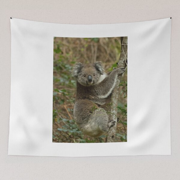 Item preview, koala in the tree designed and sold by Matthew Burniston.