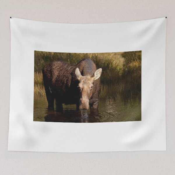 Item preview, Moose - Algonquin Park, Canada designed and sold by James Cumming.
