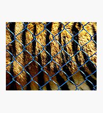 Captivity Photographic Print