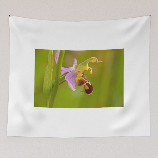 Item preview, Bee Orchid designed and sold by Jenny Hibbert.