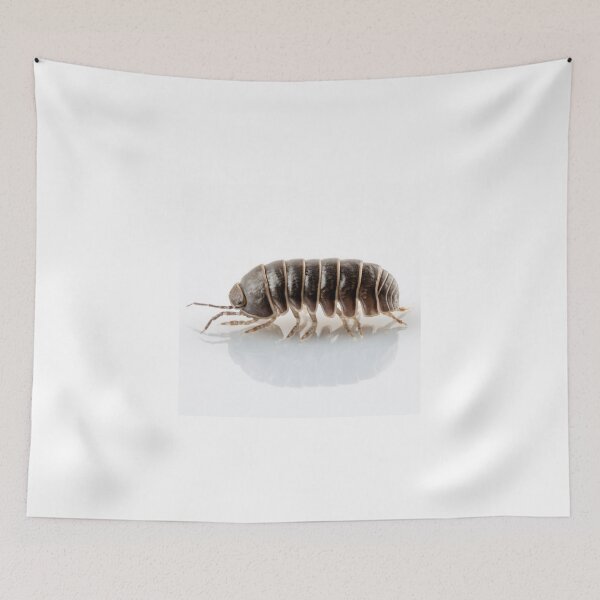 Item preview, Pill-bug armadillidium vulgare species isolated on white background designed and sold by paulrommer.