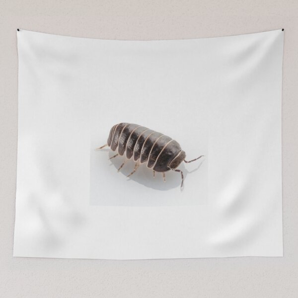 Item preview, Pill-bug armadillidium vulgare species isolated on white background designed and sold by paulrommer.