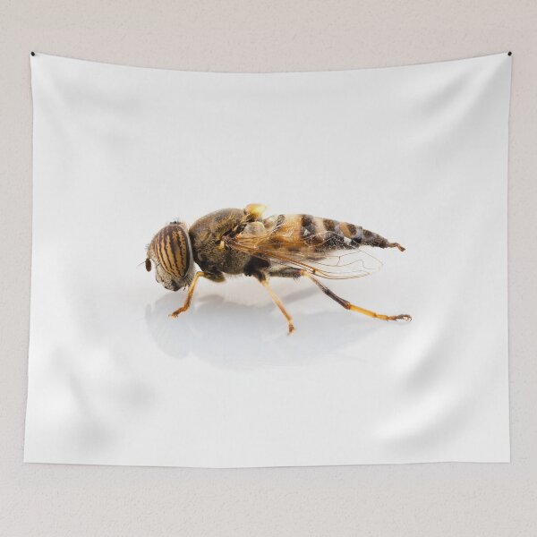 Item preview, Eristalinus taeniops hoverfly isolated oin white background designed and sold by paulrommer.