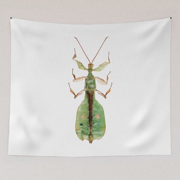 Item preview, Leaf insect species Phyllium bioculatum male designed and sold by paulrommer.