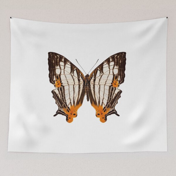 Item preview, Butterfly species Cyrestis lutea martini designed and sold by paulrommer.