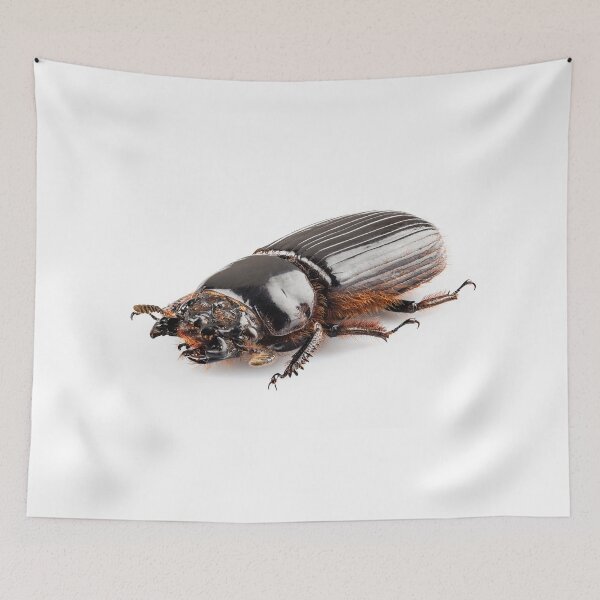 Item preview, Beetle Aceraius grandis from Java Island in Indonesia isolated on white background designed and sold by paulrommer.