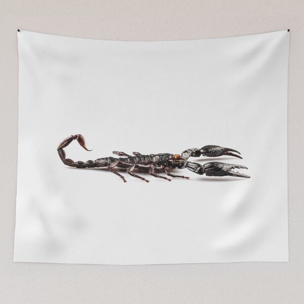 Item preview, Black scorpion species palamnaeus fulvipes designed and sold by paulrommer.