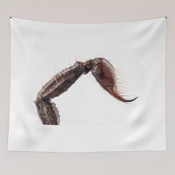 Item preview, sting of black scorpion species palamnaeus fulvipes designed and sold by paulrommer.