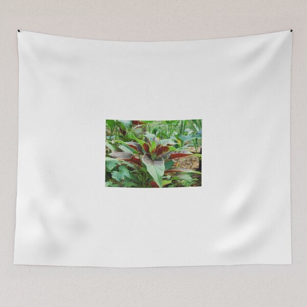 Item preview, Amaranthus Tricolor designed and sold by jojobob.