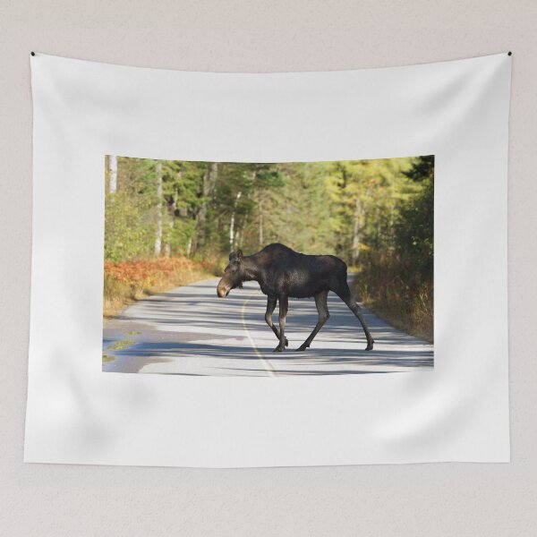 Item preview, Jay Walking Moose - Algonquin Park, Canada designed and sold by James Cumming.