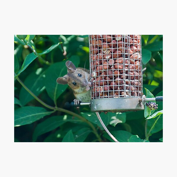 Nutty mouse Photographic Print