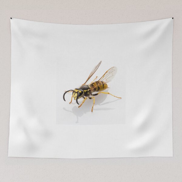 Item preview, wasp Vespula germanica species isolated on white background designed and sold by paulrommer.