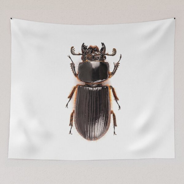 Item preview, Beetle Aceraius grandis from Java Island of Indonesia isolated on white background designed and sold by paulrommer.
