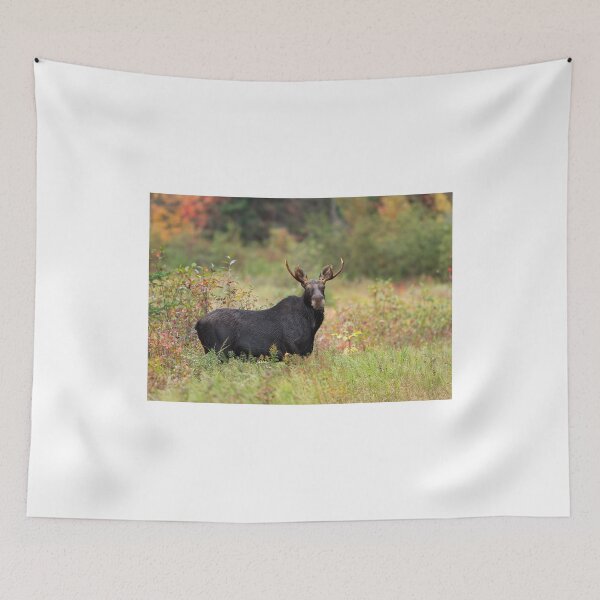 Item preview, Young Moose - Algonquin Park, Canada designed and sold by James Cumming.