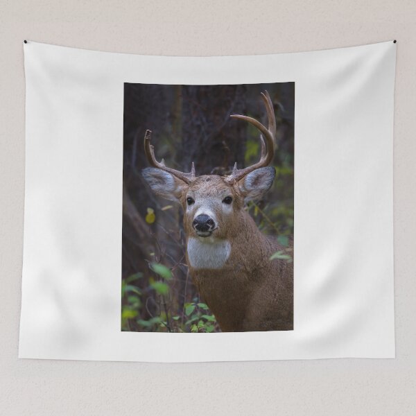 Item preview, Battle Scars - White-tailed Buck designed and sold by James Cumming.