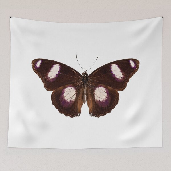 Item preview, Butterfly species Hypolimnas misippus male "Danaid Eggfly" designed and sold by paulrommer.
