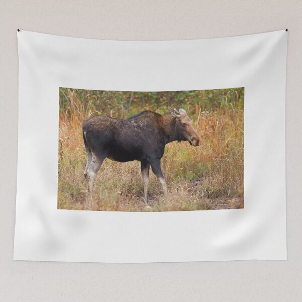 Item preview, Moose - Algonquin Park, Canada designed and sold by James Cumming.
