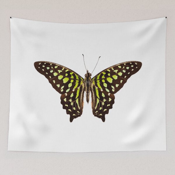 Item preview, Butterfly species Graphium agamemnon "Tailed Jay" designed and sold by paulrommer.