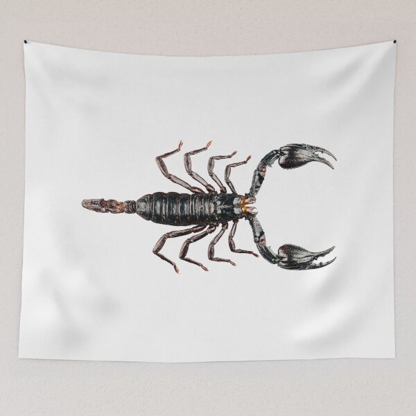 Item preview, Black scorpion species palamnaeus fulvipes designed and sold by paulrommer.