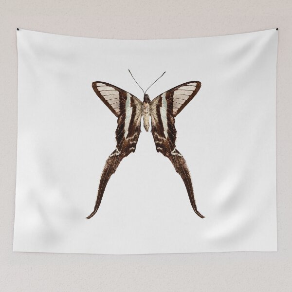 Item preview, Butterfly species Lamproptera curius "Dragontail" designed and sold by paulrommer.
