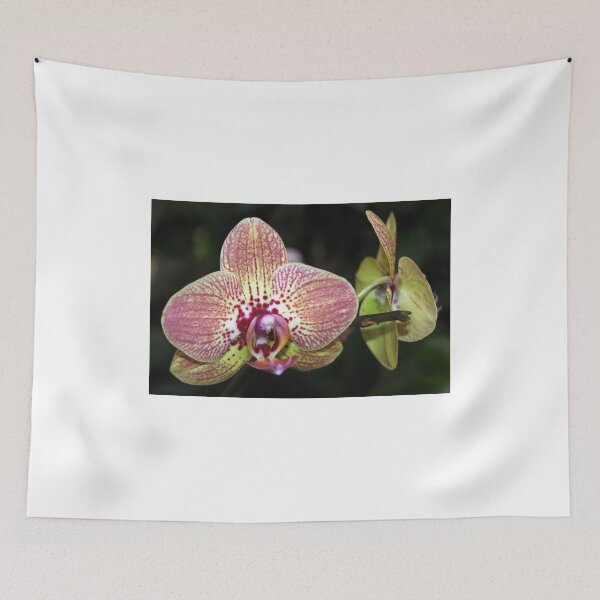 Item preview, Phalaenopsis designed and sold by Jo Nijenhuis.