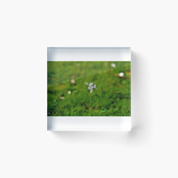 Item preview, little flower alone in front of the world designed and sold by jpaul thibaut.