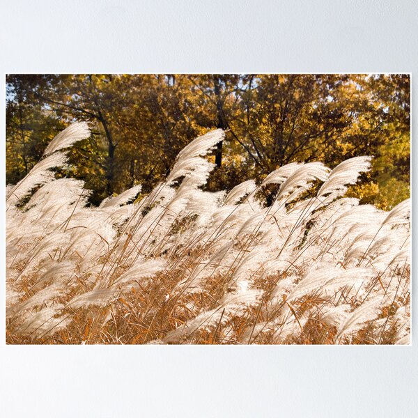 Item preview, Pampas Crescendo designed and sold by sundawg7.