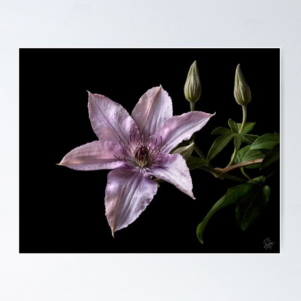 Item preview, Clematis designed and sold by Endre.