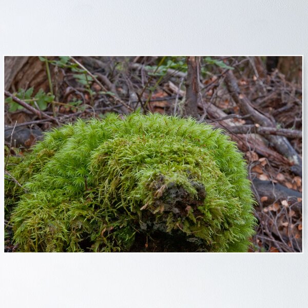 Item preview, What do you think? A porcupine designed and sold by Sonya Byrne.