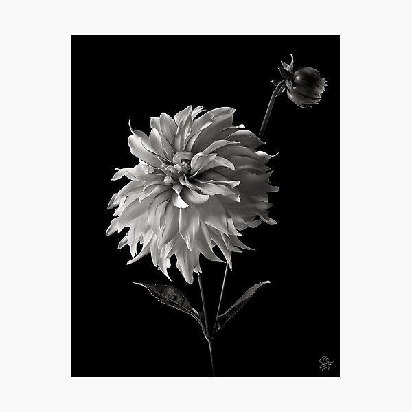 Item preview, Dahlia With Bud in Black and White designed and sold by Endre.