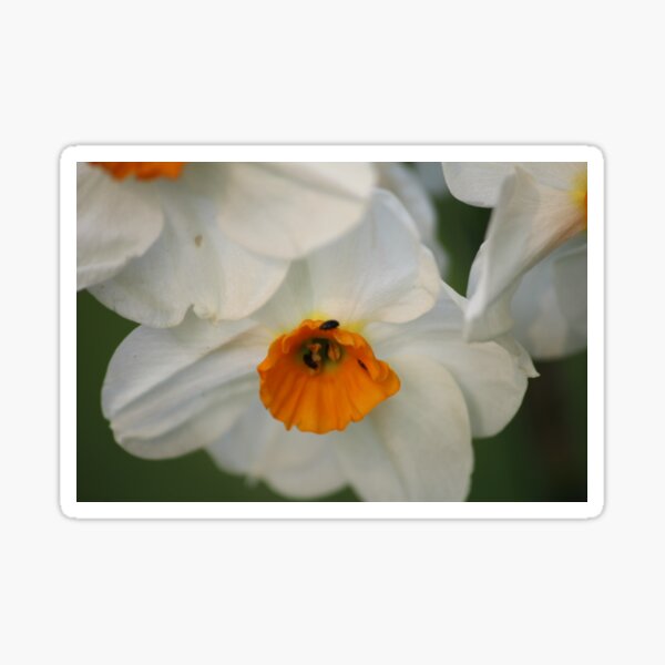 Item preview, narciso designed and sold by jpaul thibaut.