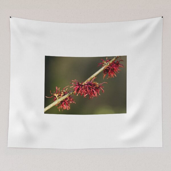 Item preview, Red Witch Hazel Flowers designed and sold by Sue Robinson.