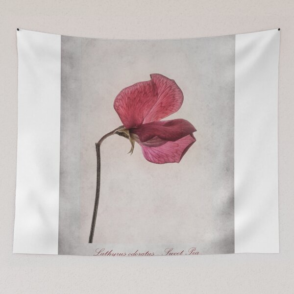 Item preview, Lathyrus odoratus - Sweet Pea designed and sold by Creative by Design.