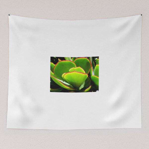 Item preview, Succulent - PADDLE PLANT or Aeonium Tree designed and sold by EdsMum.
