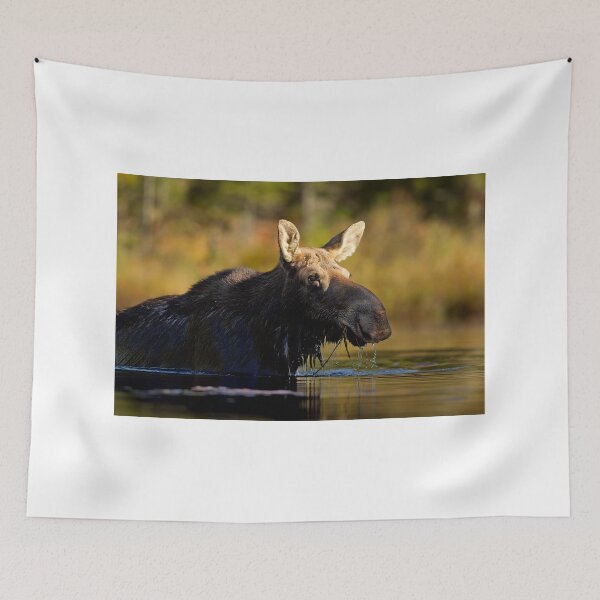 Item preview, Swimming with Moose - Algonquin Park, Canada designed and sold by James Cumming.