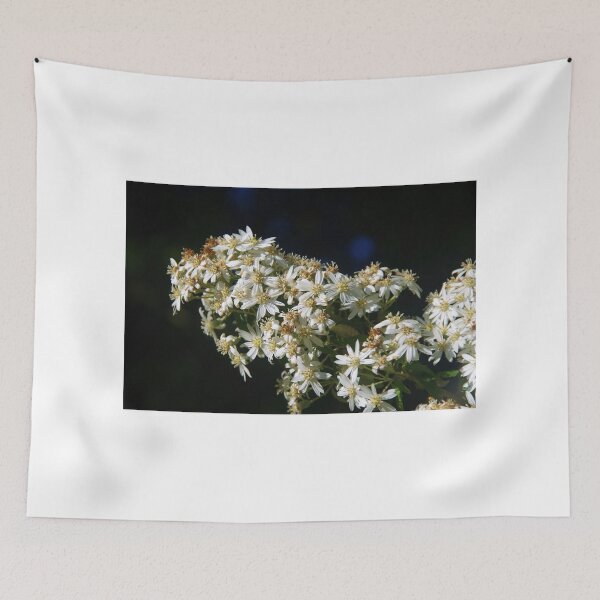 Aperçu de l'œuvre Olearia haastii (Daisy Bush) créée et vendue par lezvee.
