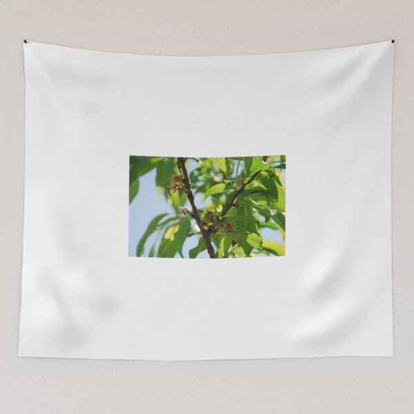 Item preview, Young Almond Drupes designed and sold by jojobob.